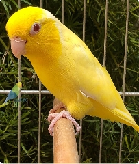 Forpus 