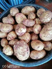 Semilha  