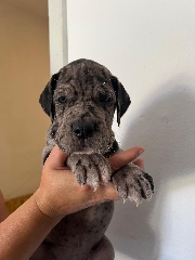 Dogue Alemão preto e merle Dogue Alemão 