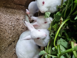Coelhos bebés holandês 