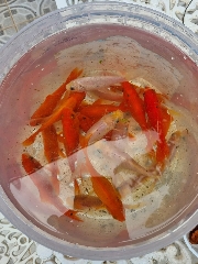 Varios peixes para ceder Peixe Dourado 