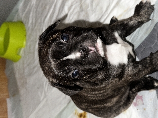 Bulldog Bulldog 