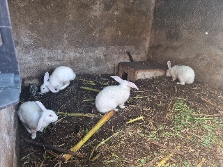 Coelhos raça holandês 