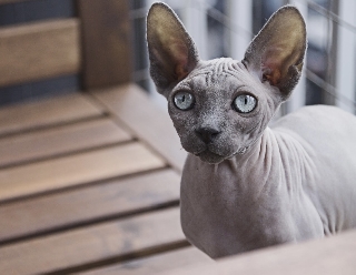 GATOS SPHYNX Outros 