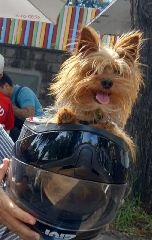 Yorkshire Terrier Yorkshire 