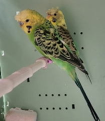 Casal Periquito 
