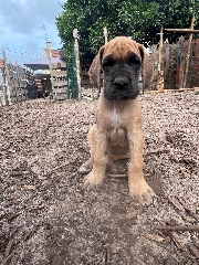 Dogue Alemão Dogue Alemão 