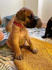 Cachorros Dogue Alemão Dogue Alemão