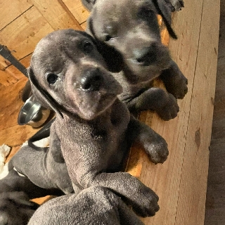 Cachorros Dogue Alemão Dogue Alemão