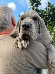 Cachorros Dogue Alemão Dogue Alemão
