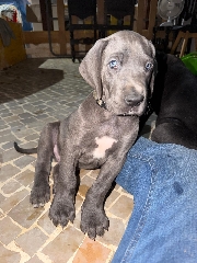 Cachorros Dogue Alemão Dogue Alemão