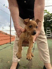 Pinsher Pincher 