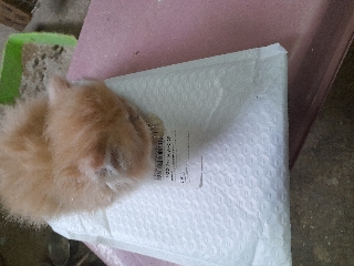 Gatos persa Persa 