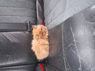 Gatos persa Persa 