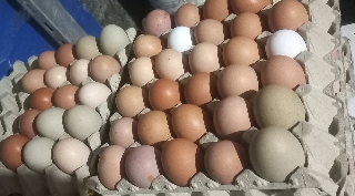 Ovos caseiros 