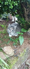 Gatinho a doar Outros 