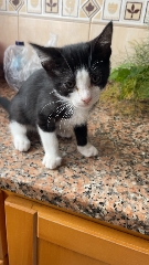 Ofereço gato jovem macho Outros 