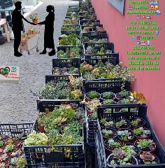 variedades de plantas suculentas ideais para seu jardim ou Páteo 