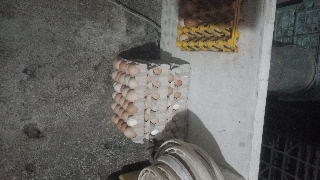 Ovos caseiros 