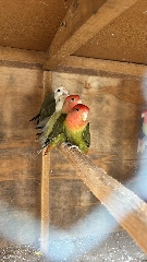 Casal de roseicollis