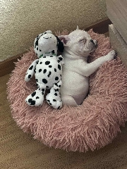 Bulldog 