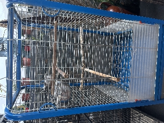 Vendo Gaiola 