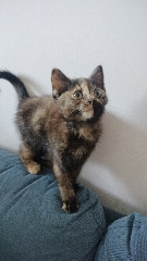 Gatinho para adoção Outros 