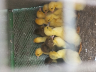 Patos 