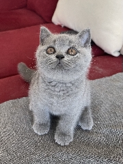 British Shorthair fêmea British Shorthair 