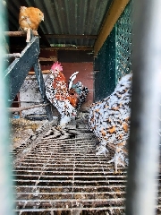 Galos/Galinhas palheiros 
