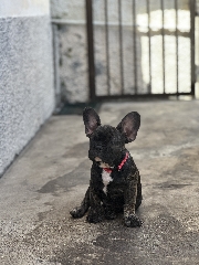 Buldogue 