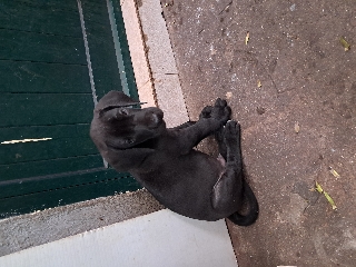 Dogue alemão Dogue Alemão 