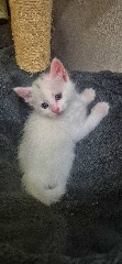 Gatinhos Outros 