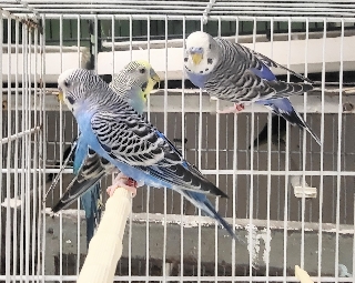 Periquitos Periquito 