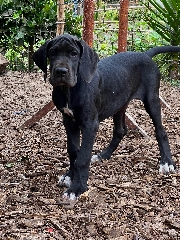 Dogue Alemão preto de Arlequim Fêmea Dogue Alemão 