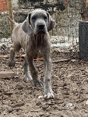 Dogue alemão Isabela Fêmea Dogue Alemão 