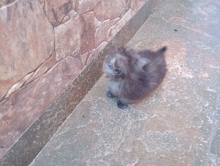 Gatos persa disponíveis Persa 