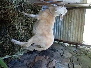 Troco por ovelhas sem lã 
