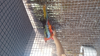 Cedo roselas Outros 