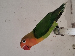 Agapornis fischeris Agapornis Fishers  