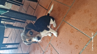 Beagle Beagle 