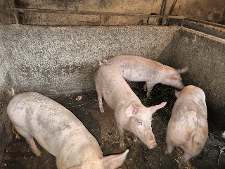 Procuram novos donos