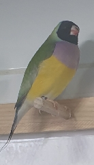 Casal Diamante de Gould 
