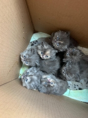 Gatos persa Persa 