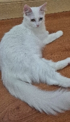Gata Outros 