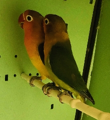 Agapornis Agapornis Fishers  