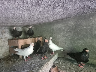 Pombos linha antiga 