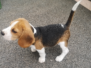 Beagle