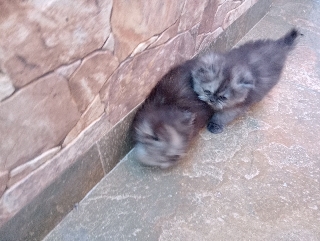 Persas diponiveis Persa