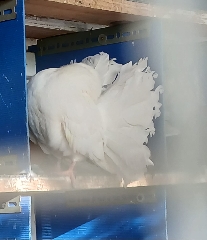 Cedência casais de pombos